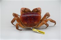 藏品(紫地蟹)的圖片